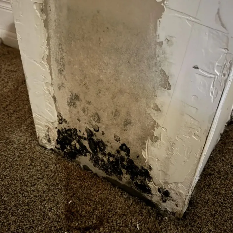 Professional Mold Removal in West Wyomissing, PA